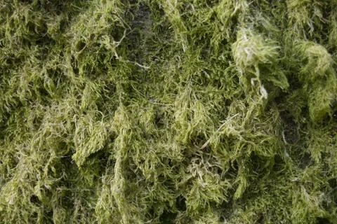 Moss Stock Photos