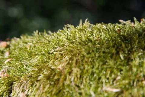 Moss Photos
