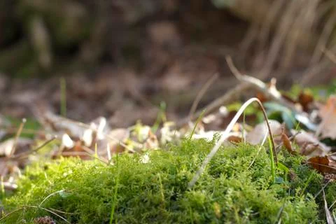 Moss Stock Photos