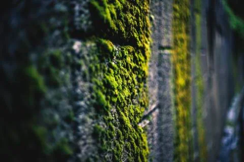 Moss Stock Photos