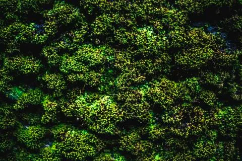 Moss Stock Photos