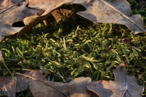 Moss 스톡 사진