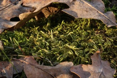 Moss 스톡 사진