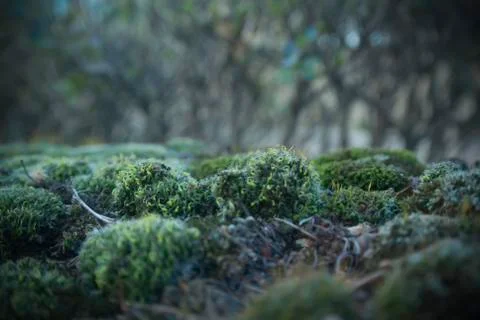 Moss Stock Photos