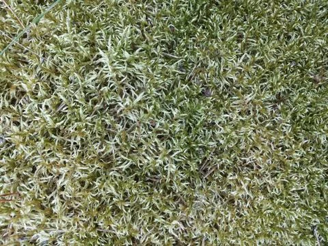 Moss Foto stock