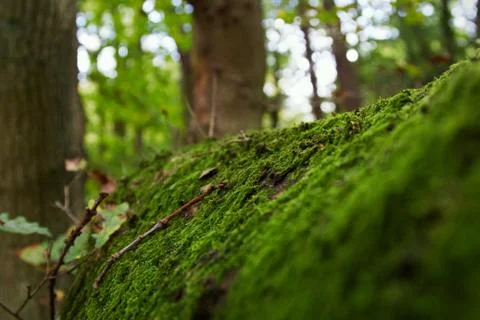 Moss Stock Photos