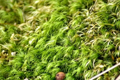 Moss Stock Photos