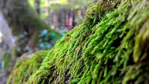 Moss Stock Photos
