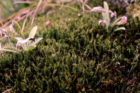 Moss Stock Photos