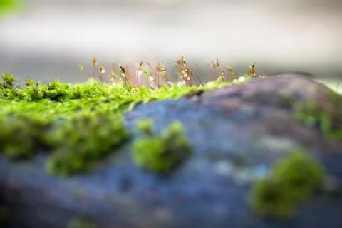 Moss Fotos Stock