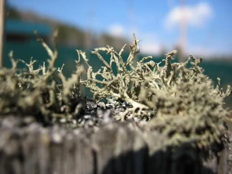 Moss Stock Photos