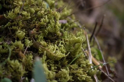 Moss Stock Photos