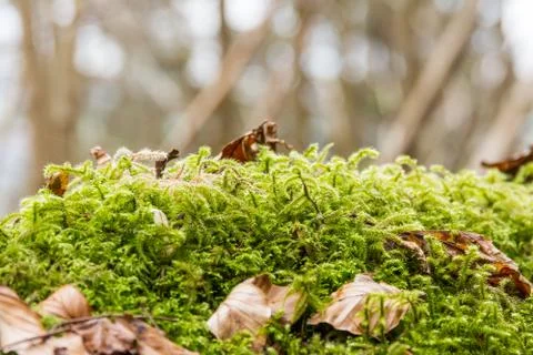 Moss Fotos de archivo