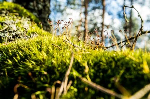 Moss Stock Photos