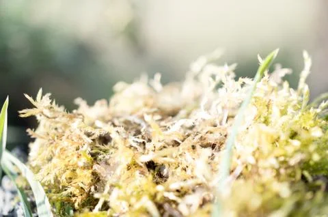 Moss Фото