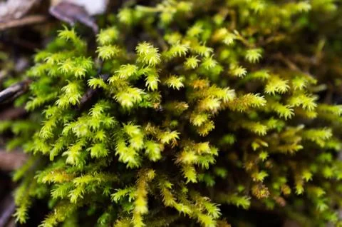 Moss Foto stock