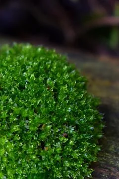 Moss Stock Photos