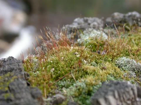 Moss Stock Photos