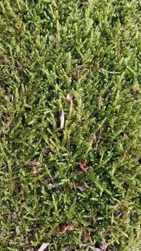 Moss Stock Photos