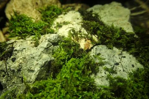 Moss Foto stock