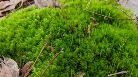 Moss Stock Photos