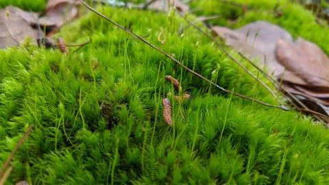 Moss Stock Photos