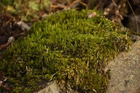Moss Фото
