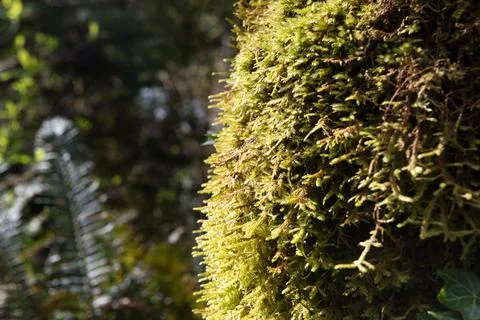 Moss Stock Photos