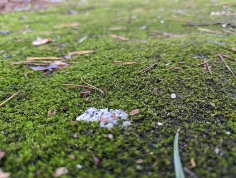 Moss Stock Photos