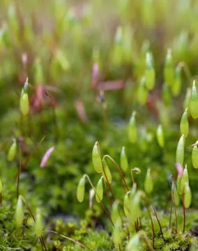 Moss Stock Photos