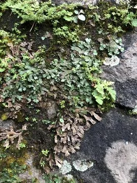 Moss 库存照片