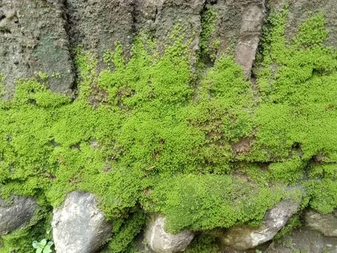 Moss Stock Photos