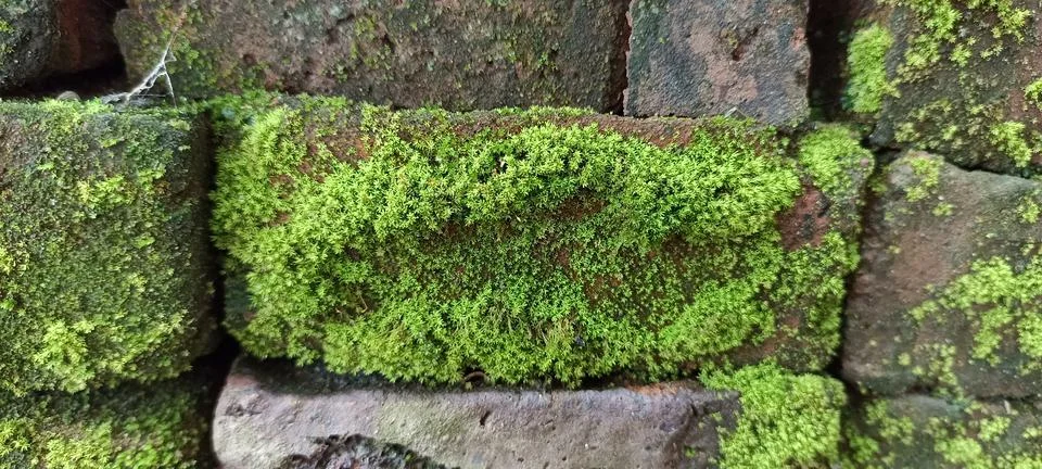 Moss Foto stock