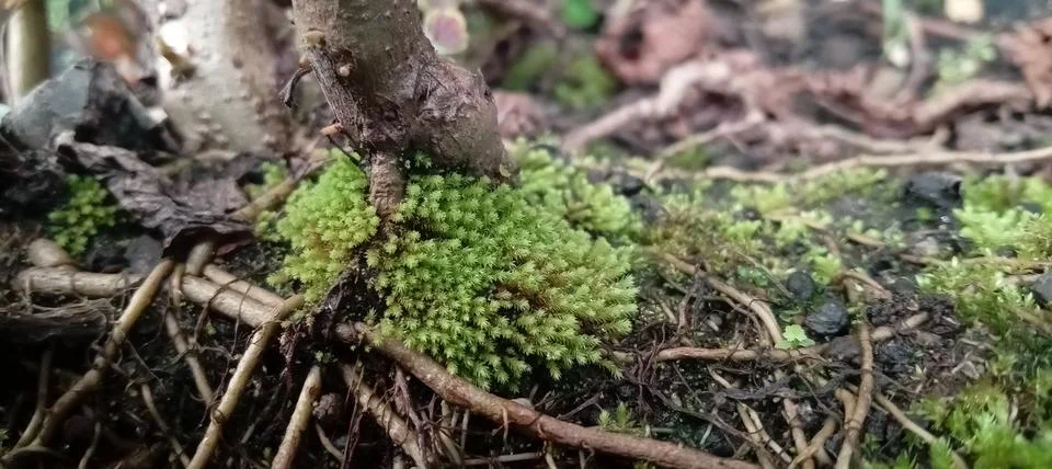 Moss Stock Photos
