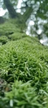 Moss Stock Photos