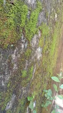 Moss Stock Photos