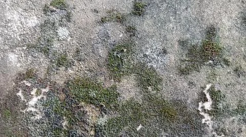 Moss Stock Photos