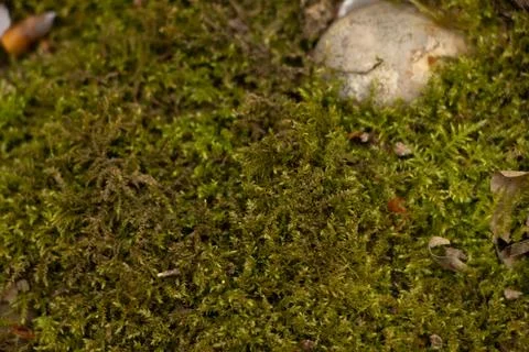 Moss Stock Photos