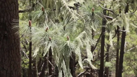 Moss on the pine branches. Video stock 108262547