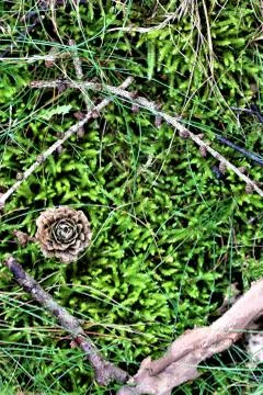 Moss with pine cone on the forest floor Stock Photos