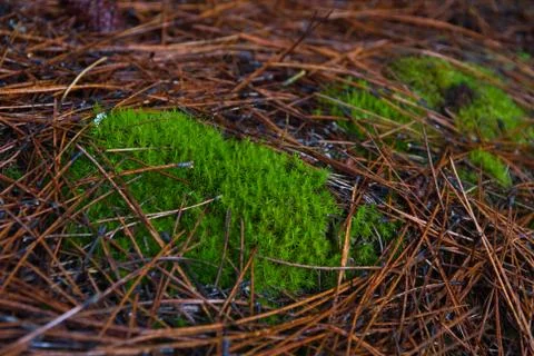 Moss in pine Stock-Fotos