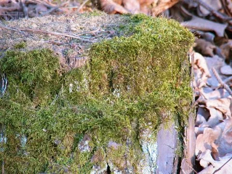 Moss on a pine stump Stock Photos