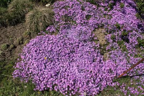 Moss pink blossoms solid cover on a flower bed Stock Photos