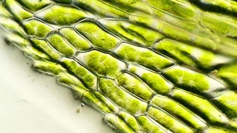 Moss Plant Cells Moving Under the Microscope, 400x 库存影片 320458706