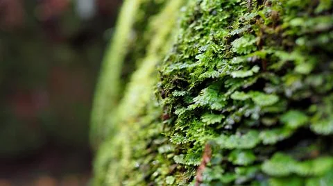 Moss Plant in Forest Stock Photos