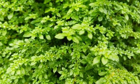 Moss plant Stock Photos