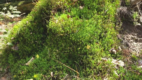 Moss plants at the ground in the forest. Stock-Footage 269014461