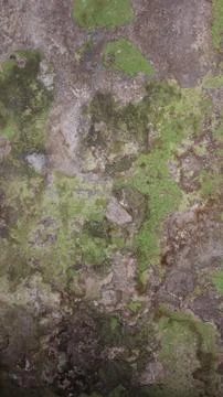 Moss plants growing on the wall (11) Stock Photos