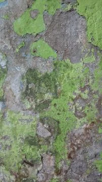 Moss plants growing on the wall (12) Stock Photos