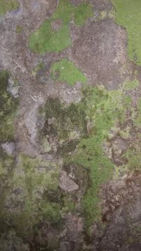 Moss plants growing on the wall (13) Stock Photos